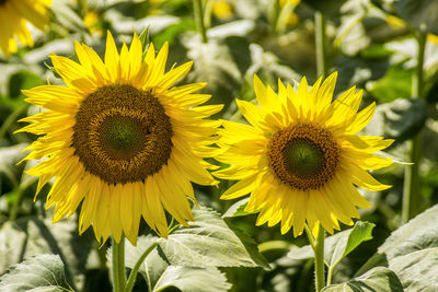 Close-up of yellow flowering plant