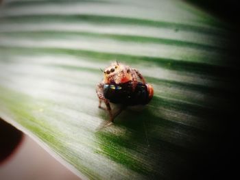 Close-up of insect on leaf