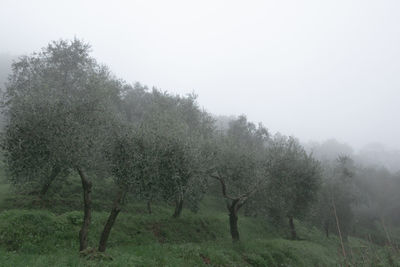 Trees on field against sky