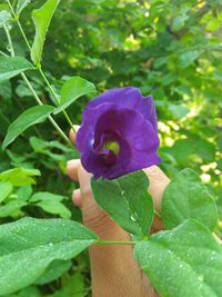 Close-up of hand holding purple flower