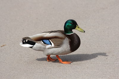 Mallard duck on road