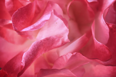 Full frame shot of pink flower