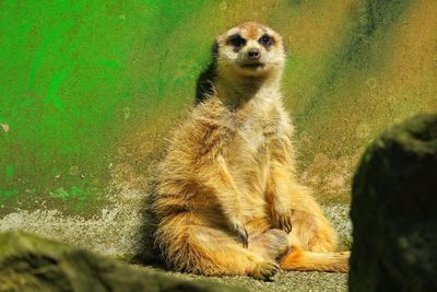 View of an animal sitting on rock