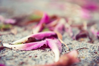 Close-up of plant against blurred background