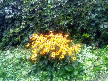 Close-up of yellow flowers