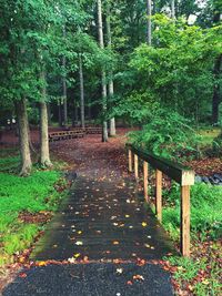 Road amidst trees in forest during autumn