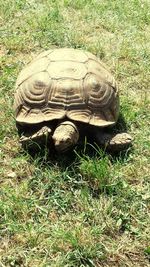 View of turtle in field