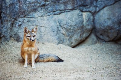 Full length of fox sitting on ground