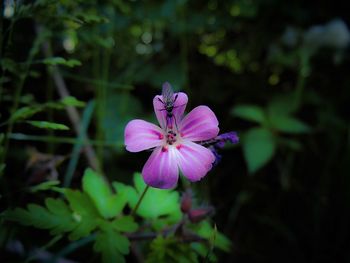 Close-up of pink flowers