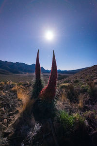 Exotic plant growing in rocky mountainous terrain under starry sky at night in long exposure in tenerife