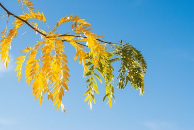 Low angle view of tree against clear blue sky