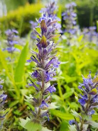 Close-up of purple flowers