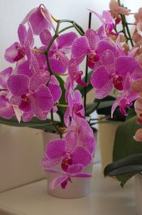 Close-up of pink orchid flowers in vase