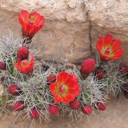 Close-up of red flowers blooming outdoors