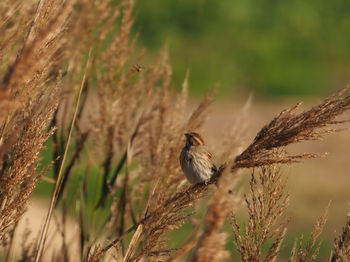 Bird perching on a branch