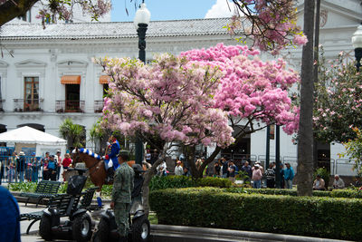 View of cherry blossom tree in front of building