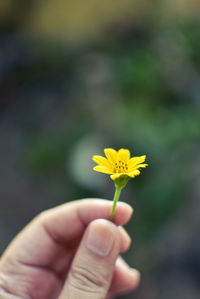 Close-up of hand holding yellow flower