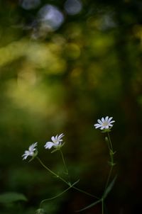 Close-up of white flowering plant