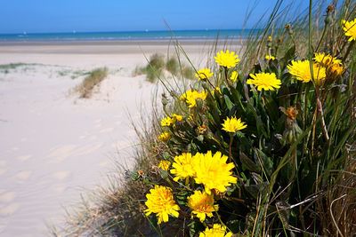 Close-up of yellow flowers on beach against clear sky