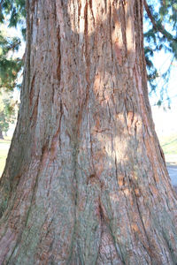 Close-up of tree trunk