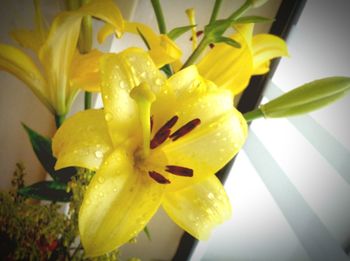 Close-up of yellow flowers