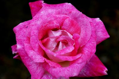Close-up of pink rose