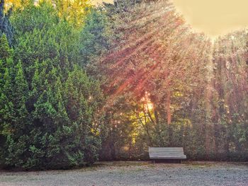 View of trees in park