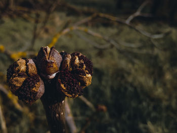 Close-up of wilted flower