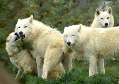 White wolves in forest