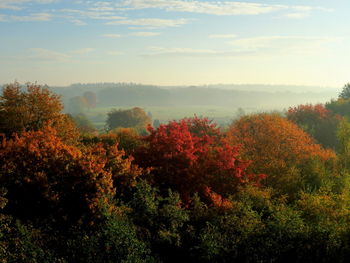 High angle view of trees against the sky