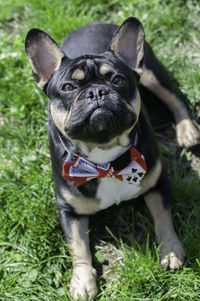 Portrait of dog on field