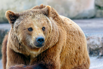 Close-up portrait of lion