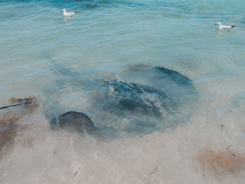 High angle view of sea