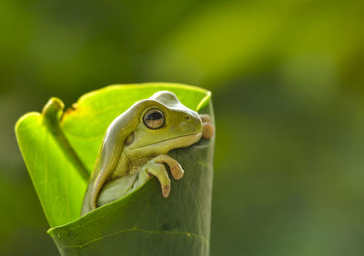 Close-up of frog on leaf