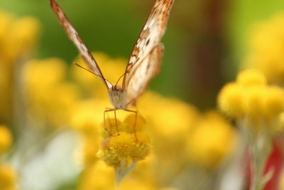 Close-up of butterfly on yellow flower