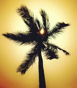 Low angle view of palm tree against sunset sky