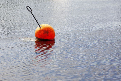 Close-up of wet orange on water