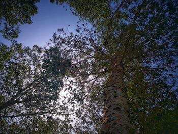 Low angle view of trees against sky