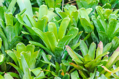 Bromeliad, or aechmea fasciata, urn plant, bromeliaceae green leaf background beautiful 