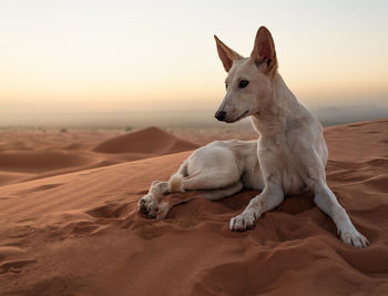 View of a dog on sand