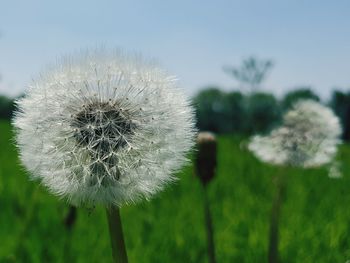 Close-up of dandelion on field