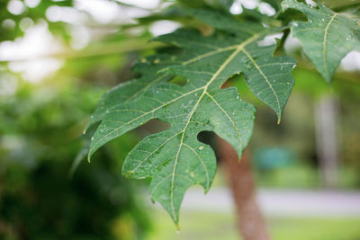 Close-up of plant