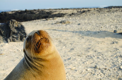 Close-up of sea lion