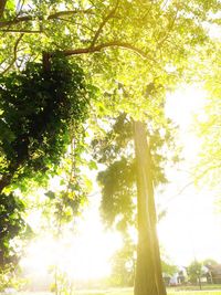 Low angle view of trees