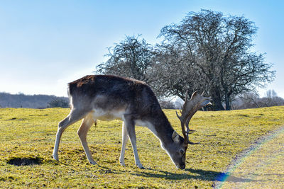 Deer standing on field