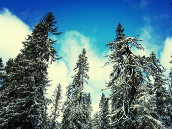 Low angle view of trees against blue sky