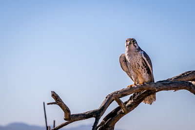 Low angle view of owl perching on tree against clear sky