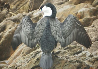 View of birds in water