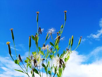 Low angle view of flowering plant against blue sky