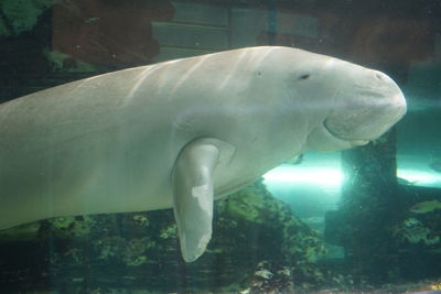 Close-up of fish swimming in aquarium